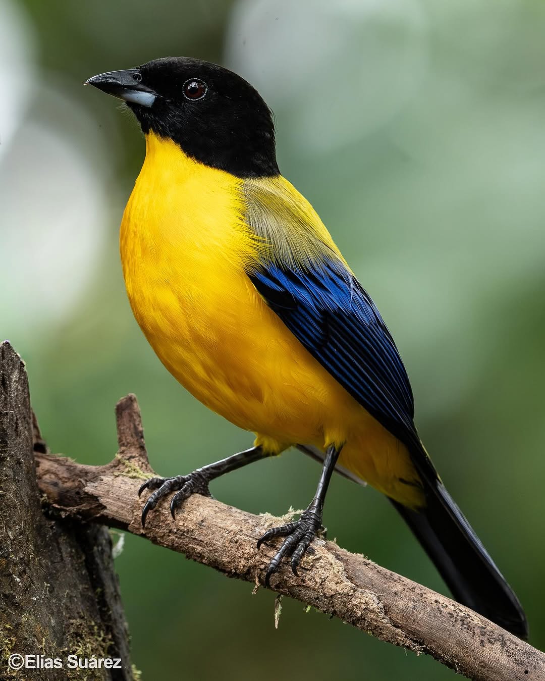 Blue-winged mountain tanager, birdwatching Mashpi Chocó Andino