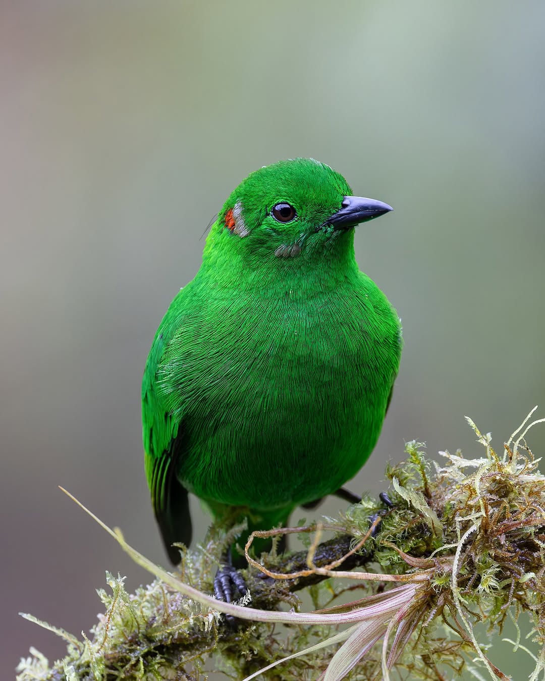 Bright green tanager, Mashpi cloud forest birding