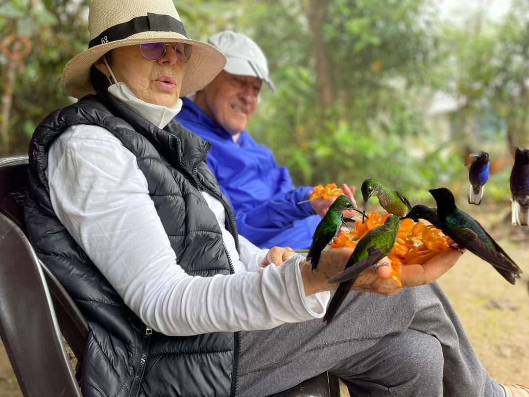 Hummingbird feeding — birdwatching at Mashpi Amagusa Reserve, Chocó Andino