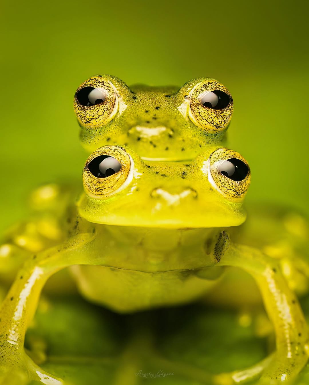 Glass frog in the Mashpi Amagusa cloud forest reserve, Ecuador